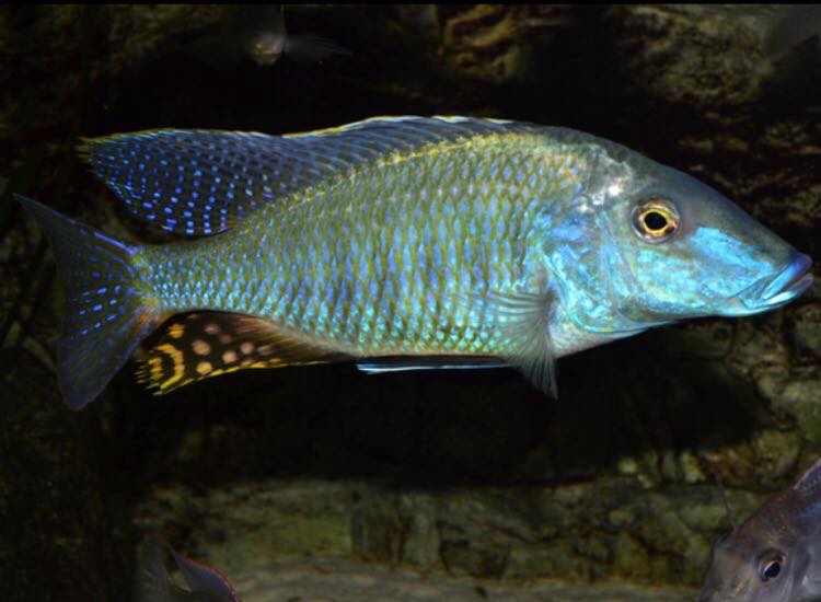 Taeniolethrinops praeorbitalis 'Ngara'